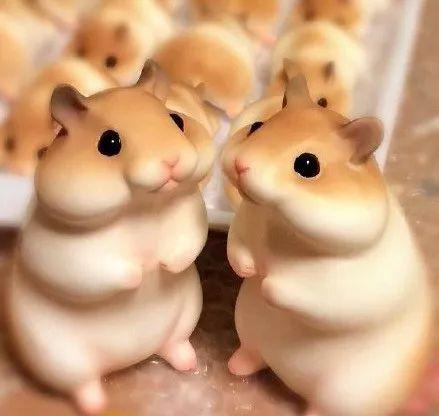 娱乐吃瓜酱当仓鼠店老板,揭秘当仓鼠店老板的趣味日常